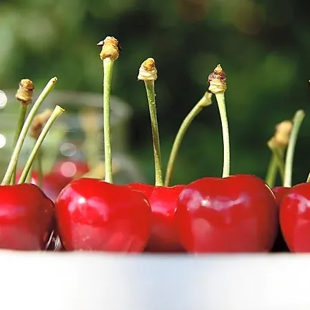 فندق مبيت وإفطار I Calleri Garden And