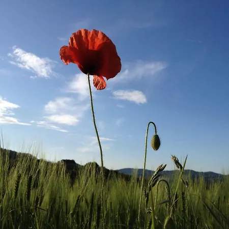 I Calleri Garden And Bed & Breakfast